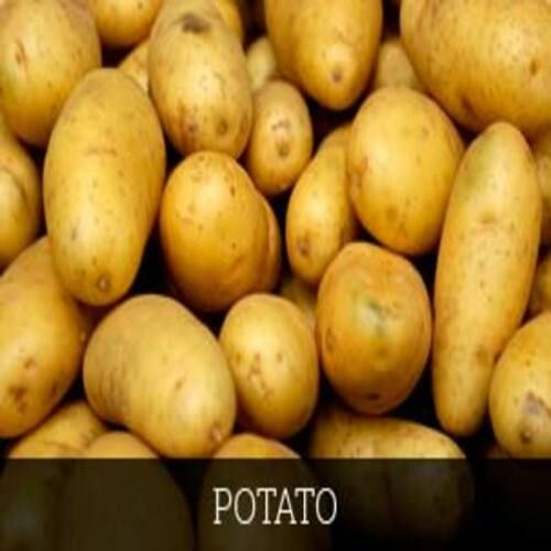 Healthy And Natural Fresh Potato