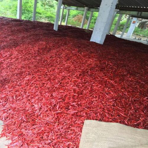 Healthy and Natural Dried Red Chilli