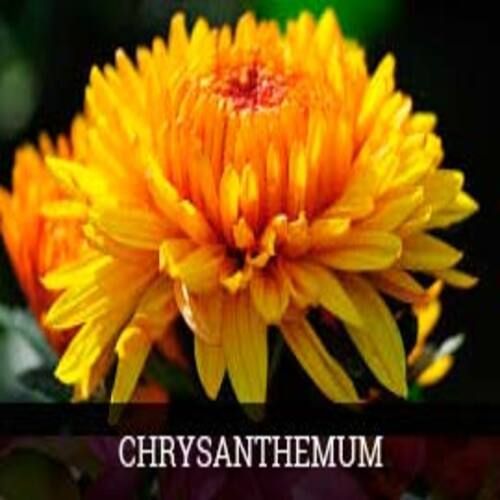 Healthy and Natural Fresh Chrysanthemum Flowers