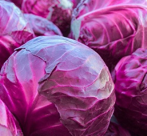 Healthy and Natural Fresh Purple Cabbage