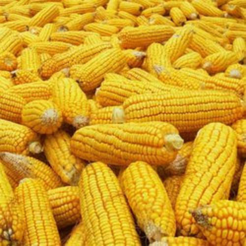 Healthy and Natural Yellow Maize