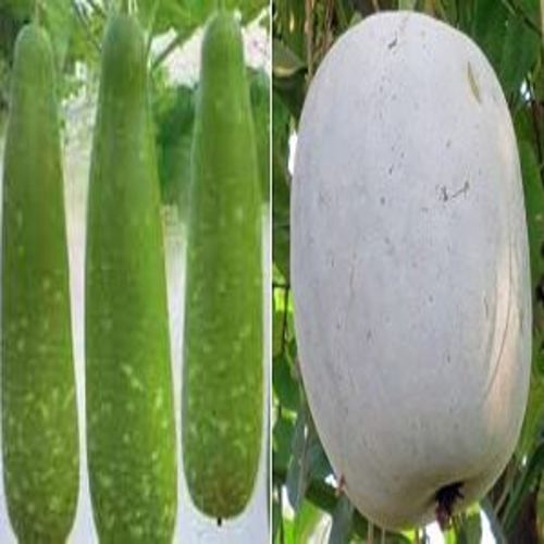Healthy and Natural Fresh Ash Gourd