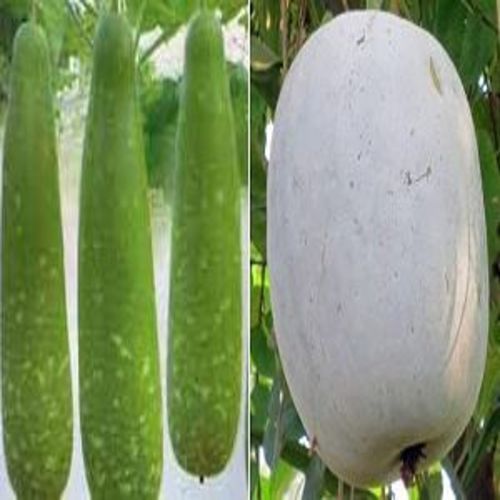 Healthy And Natural Fresh Ash Gourd Shelf Life: 0-7 Days