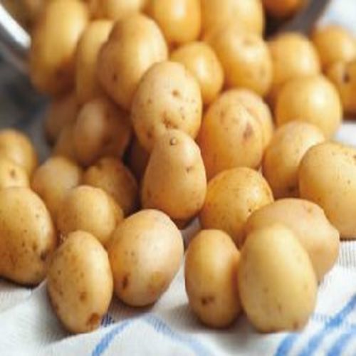 Healthy and Natural Fresh Baby Potato
