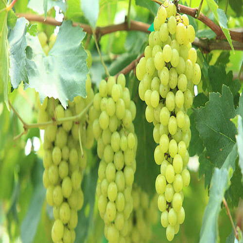 Healthy and Natural Fresh Grapes
