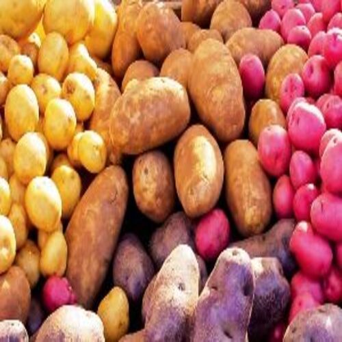 Round Healthy And Natural Fresh Potato