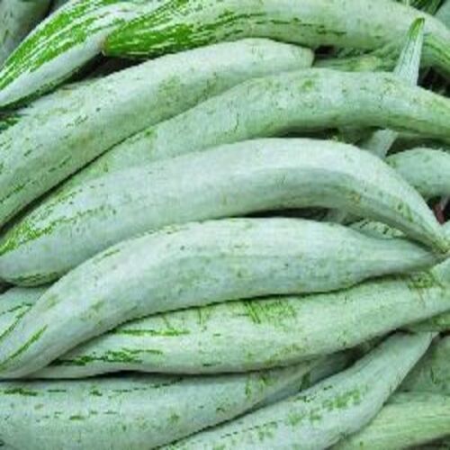 Healthy and Natural Fresh Snake Gourd