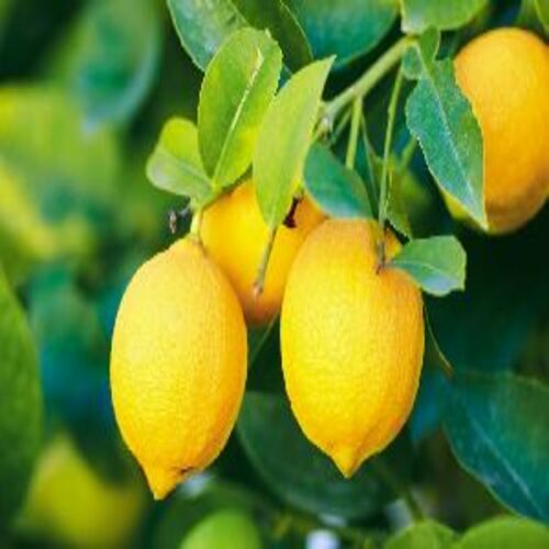 Organic Fresh Lemons - Yellow Round, Oval, Food Grade | Natural Sour Taste, Packed in Jute & Net Bags, Reduces Health Issues
