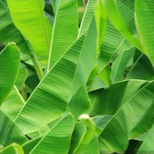 Roll Natural Fresh Banana Leaf