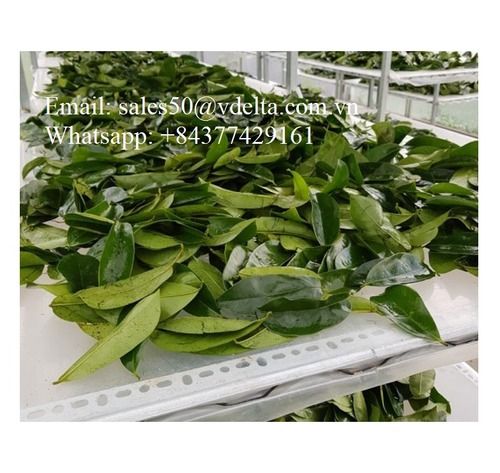 Health Tea Soursop Leaf ,Graviola Leaves