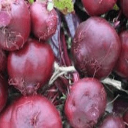 Healthy And Natural Fresh Beetroot Shelf Life: 1 Week