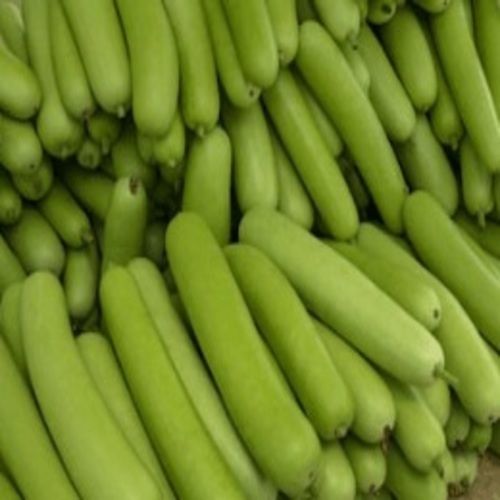 Healthy And Natural Fresh Bottle Gourd Shelf Life: 1 Week