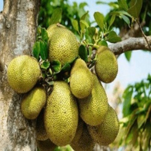 Healthy and Natural Fresh Jackfruit