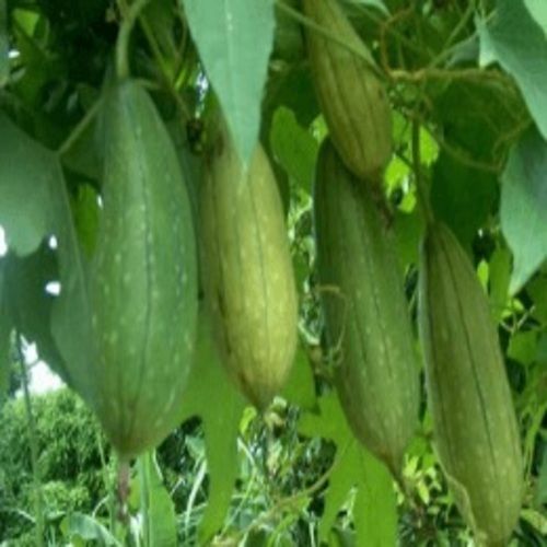 Healthy and Natural Fresh Luffa Gourd