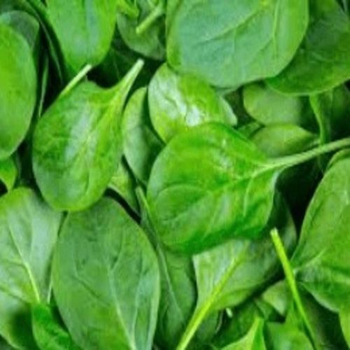 Healthy And Natural Fresh Spinach Leaves Shelf Life: 5-7 Days