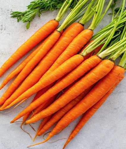 Carrot Suppliers