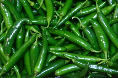 Organic Green Chilli - Spicy Flavor For Pickling, Hot Taste, Optimum Freshness, Rich In Color, 40 Calories Per 100g