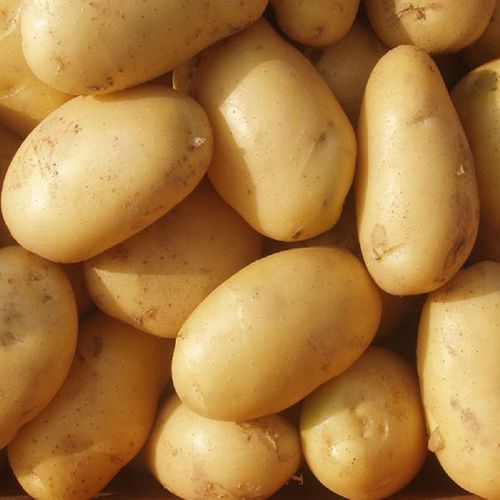 Round Healthy And Natural Fresh Potato