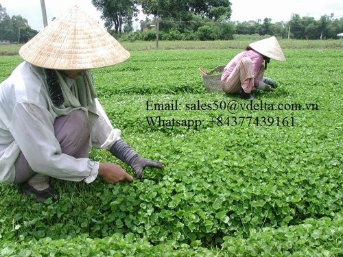 High Quality Centella Powder Ingredients: Herbal Extract