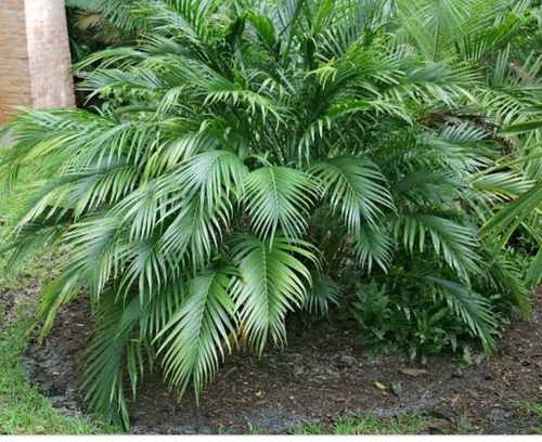 Nursery Grown Palm Oil Plant