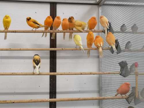 Yorkshire Canary Birds