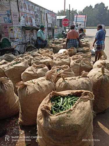  संरक्षित ए ग्रेड फ्रेश लेडी फिंगर्स