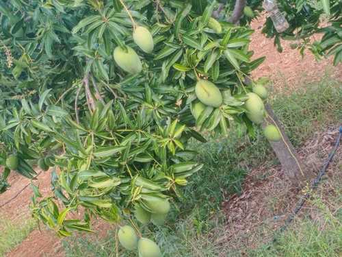 A Grade Green Mango
