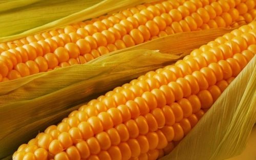 Golden Highly Effective Yellow Corn