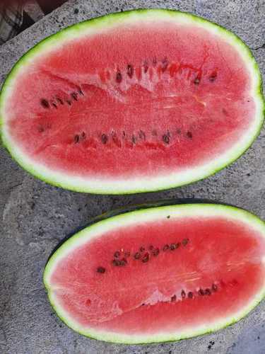 Best Price Fresh Organic Watermelon