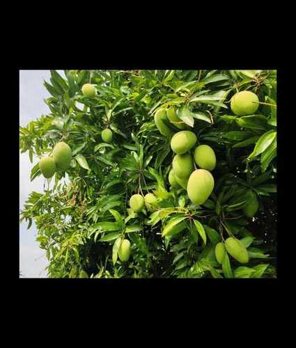 Green Natural Fresh Baiganpalli Mangoes