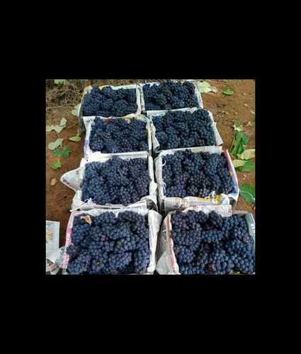 Natural Fresh Black Grapes