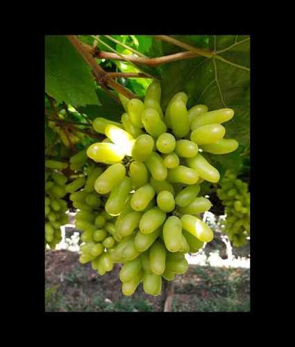 Natural Fresh Green Grapes - Cholesterol Free, Juicy Seedless Treats | Rich in Potassium, Dietary Fiber, and Vitamins