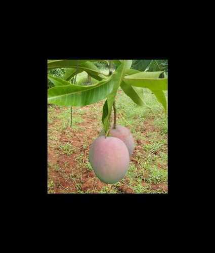 Natural Fresh Lalbagh Mangoes