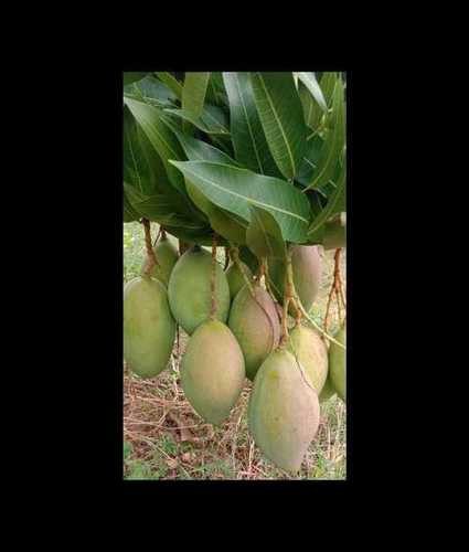 Natural Fresh Totapuri Mangoes