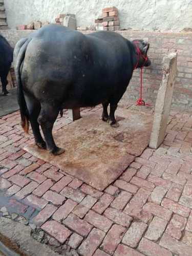 Pregnant Black Murrah Buffalo - Gender: Female