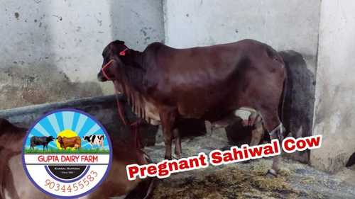 sahiwal cow