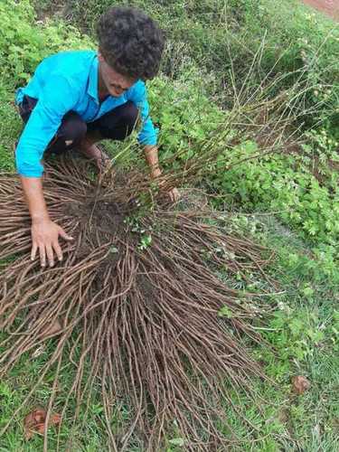 Natural Dried Shatavari Roots