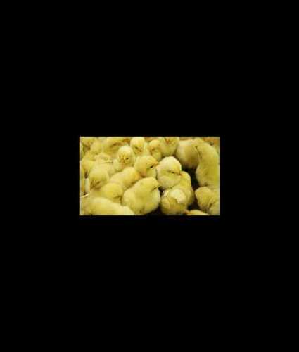 Golden Color Poultry Hatchery Chicks