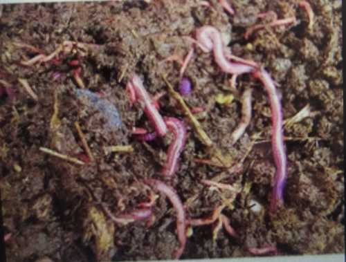 Black & Brown Agricultural Vermicompost