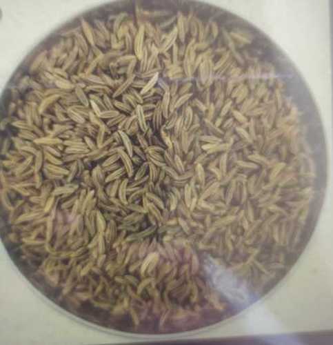 Fresh Common Cumin Seed