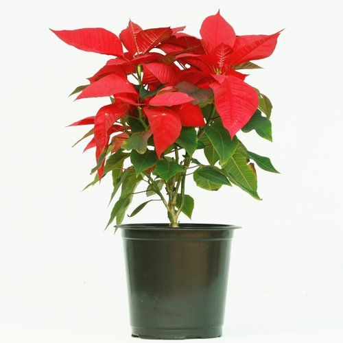 Indoor Poinsettia Red Plant