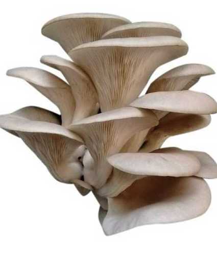 Whtie Hygenic Natural Oyester Mushroom