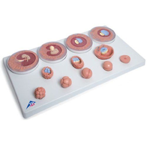 Medical Science Embryonic Development Anatomical Model