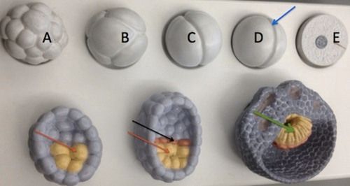 Pvc Medical Science Embryonic Development Anatomical Model