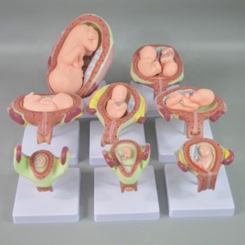 Medical Science Anatomical Model - PVC Material, Natural Size, Correctly Designed | Ideal for Nursing Institutes, Medical Colleges, Hospitals