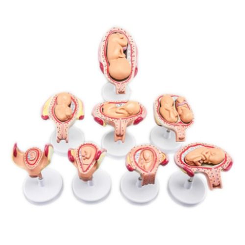 Pvc Medical Science Embryonic Development Anatomical Model