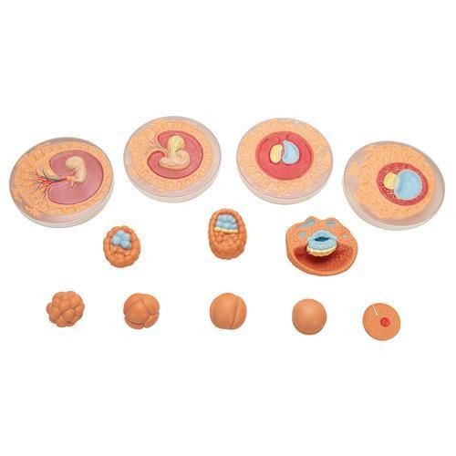 Pvc Medical Science Embryonic Development Anatomical Model