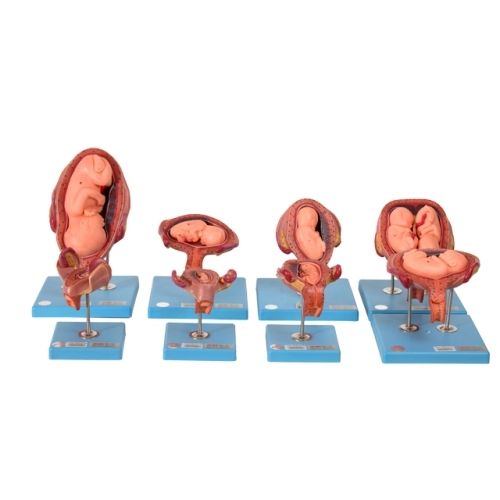 Pvc Medical Science Embryonic Development Anatomical Model