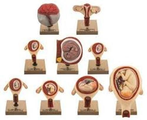 Medical Science Embryonic Development Anatomical Model