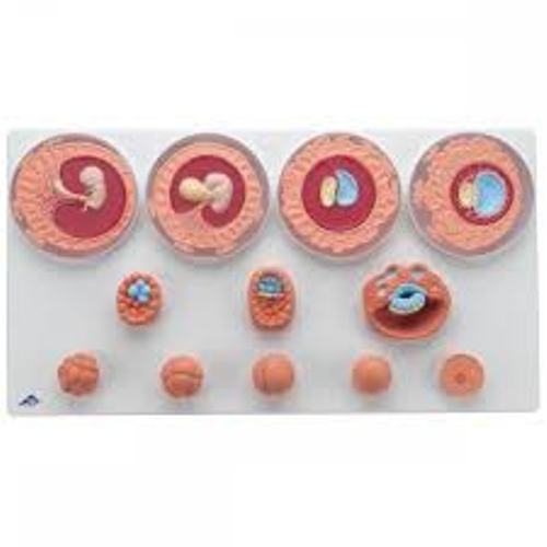 Medical Science Embryonic Development Anatomical Model